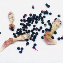 Семена Кактуса Lophophora williamsii Пейот 